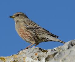 Image result for Prunella collaris