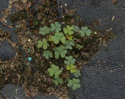 Attēlu rezultāti vaicājumam “Oxalis corniculata”