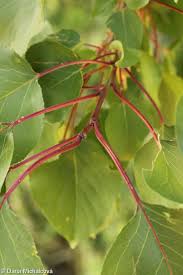 Attēlu rezultāti vaicājumam “Prunus armeniaca leaf”