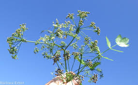 Attēlu rezultāti vaicājumam “Berula erecta”