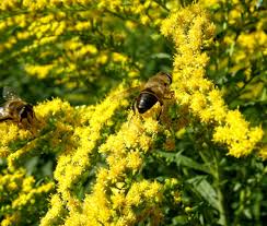 Attēlu rezultāti vaicājumam “Solidago canadensis”