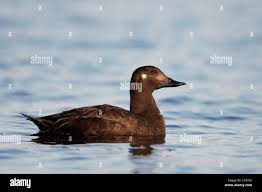 Attēlu rezultāti vaicājumam “Melanitta fusca”