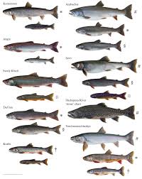 Image result for Salvelinus malma