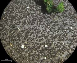 Attēlu rezultāti vaicājumam “Leptogium saturninum”