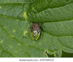 Attēlu rezultāti vaicājumam “Aleurochiton aceris nymph”