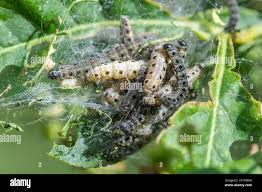 Attēlu rezultāti vaicājumam “Yponomeuta malinellus / cagnagella”