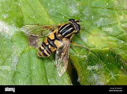 Attēlu rezultāti vaicājumam “Helophilus hybridus”