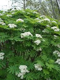 Attēlu rezultāti vaicājumam “Sorbus”