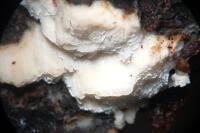 Attēlu rezultāti vaicājumam “Skeletocutis odora”