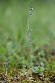 Attēlu rezultāti vaicājumam “Myosotis ramosissima”