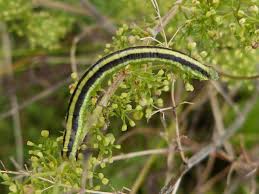Attēlu rezultāti vaicājumam “Catarhoe cuculata”