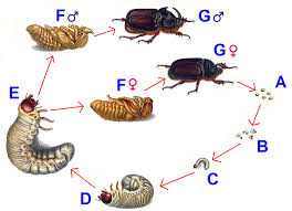 Attēlu rezultāti vaicājumam “Oryctes nasicornis larva”