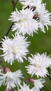 Image result for Lychnis flos-cuculi