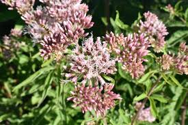 Attēlu rezultāti vaicājumam “Eupatorium cannabinum leaf”