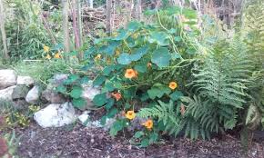 Attēlu rezultāti vaicājumam “Tropaeolum majus fruit”