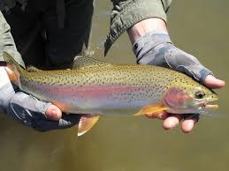 Image result for Diggle Angling Club