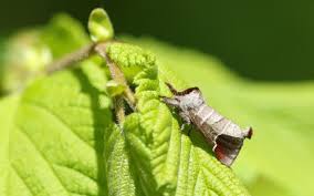 Attēlu rezultāti vaicājumam “Clostera pigra”