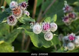 Attēlu rezultāti vaicājumam “Arctium tomentosum flower”