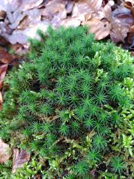 Attēlu rezultāti vaicājumam “Polytrichum formosum”