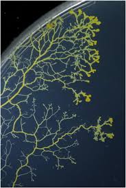 Attēlu rezultāti vaicājumam “Physarum notabile stalked”