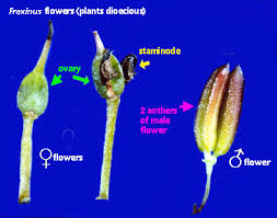 Attēlu rezultāti vaicājumam “Fraxinus excelsior Pendula female flower”