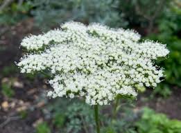 Attēlu rezultāti vaicājumam “Cenolophium denudatum”