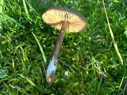 Attēlu rezultāti vaicājumam “Leptoporus mollis”