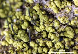 Attēlu rezultāti vaicājumam “Chaenotheca chrysocephala”