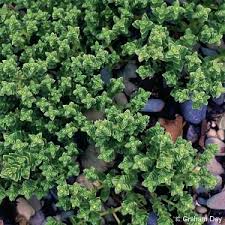 Attēlu rezultāti vaicājumam “Honckenya peploides fruit”