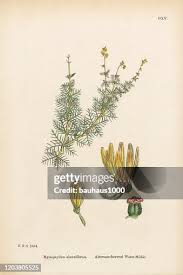 Attēlu rezultāti vaicājumam “Myriophyllum alterniflorum”