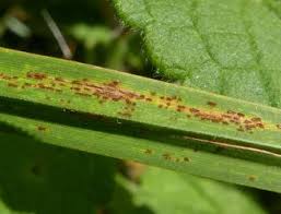 Attēlu rezultāti vaicājumam “Puccinia agrostidis”