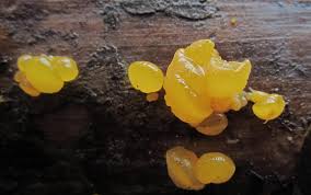 Attēlu rezultāti vaicājumam “Dacrymyces chrysospermus”