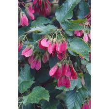 Attēlu rezultāti vaicājumam “Acer tataricum subsp. ginnala bud”