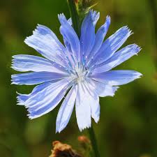 Attēlu rezultāti vaicājumam “Cichorium intybus flower”