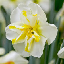 Attēlu rezultāti vaicājumam “Narcissus”