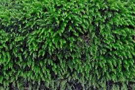 Attēlu rezultāti vaicājumam “Mnium hornum sporophyte”