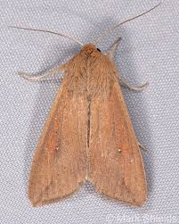 Attēlu rezultāti vaicājumam “Mythimna sp.”