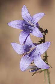 Image result for Campanula rapunculus