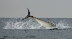 Image result for giant tuna