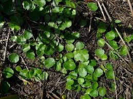 Attēlu rezultāti vaicājumam “Hydrocotyle vulgaris leaf”