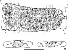 Attēlu rezultāti vaicājumam “Fulica atra eggs”