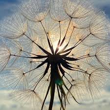 Attēlu rezultāti vaicājumam “Tragopogon pratensis subsp. pratensis fruit”