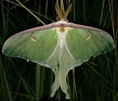 Attēlu rezultāti vaicājumam “Saturniidae”