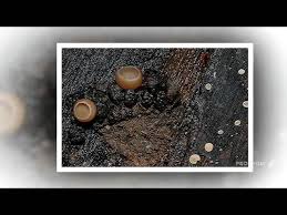 Attēlu rezultāti vaicājumam “Ciboria amentacea”