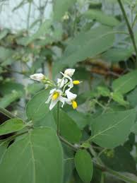 Attēlu rezultāti vaicājumam “Solanum nigrum flower”