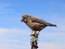 Attēlu rezultāti vaicājumam “Loxia pytyopsittacus”