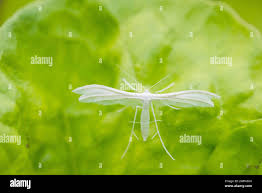 Attēlu rezultāti vaicājumam “Pterophoridae”