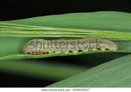 Attēlu rezultāti vaicājumam “Tenthredinidae”