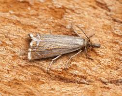 Attēlu rezultāti vaicājumam “Chrysoteuchia culmella”