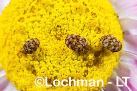 Attēlu rezultāti vaicājumam “Anthrenus verbasci”